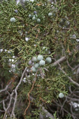 A cluster of green juniper berries growin on a juniper bush