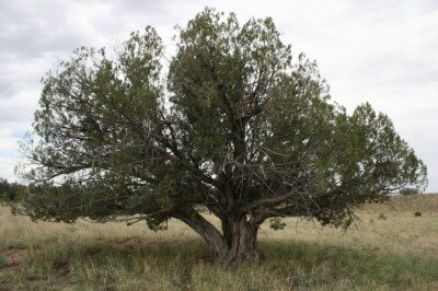 Large juniper tree