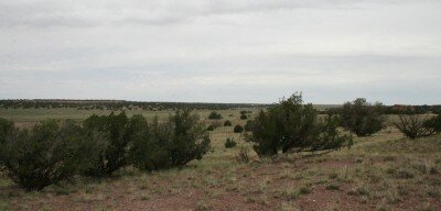 A picture of several juniper trees growing on our ranch