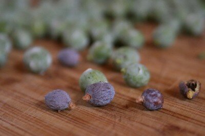 green and ripe (purple) juniper berries off the tree.